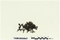 藏品(擬金毛苔)的圖片